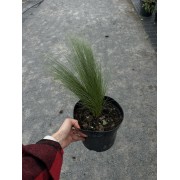 Ковила «Поні Тейлз» (Stipa tenuissima Pony Tails) С3